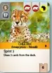 Ark Nova Animal Cards